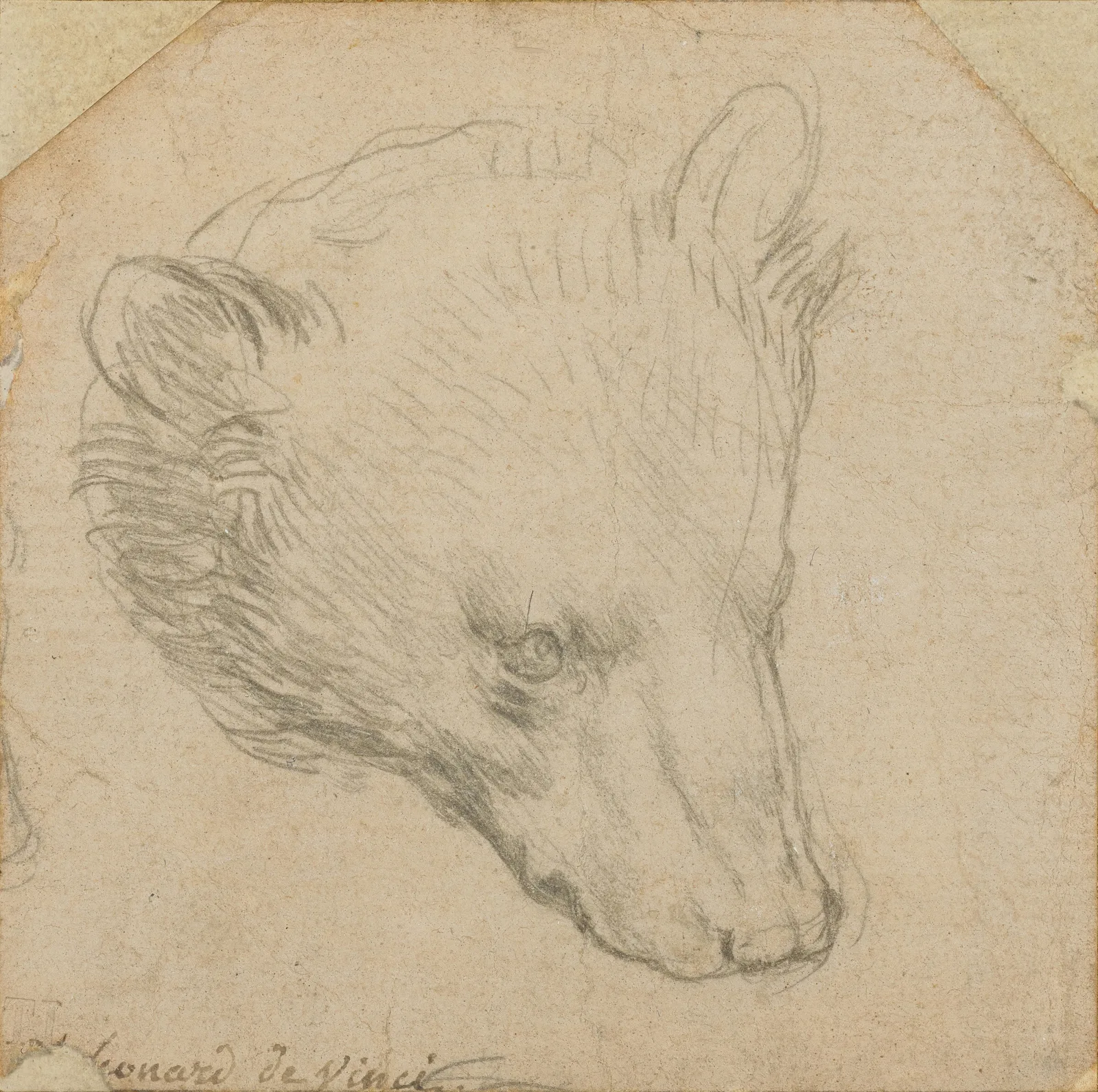 Head of a bear, Leonardo da Vinci