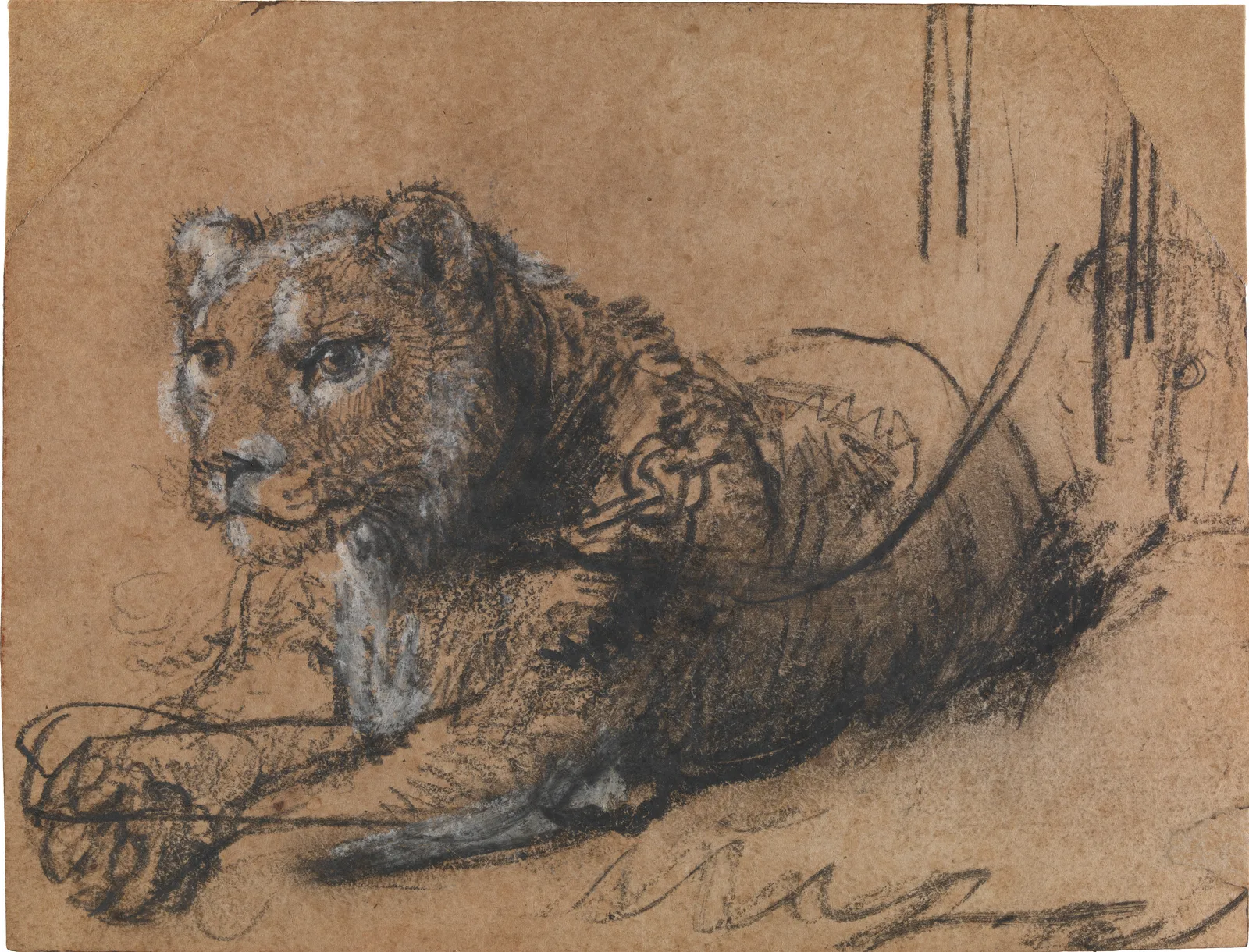 A young lion lying down, seen in three-quarter profile, drawn in loose black chalk with grey wash and white heightening on brown paper, with the head and gaze carefully worked.